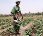 guinea siguiri farmer woman