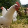 « Pour un poulet différent au Québec »