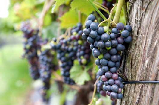 Le vigneron sachant vendanger… sait planifier avant de déguster