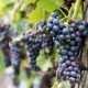 Le vigneron sachant vendanger… sait planifier avant de déguster