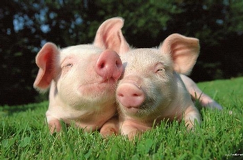 You are currently viewing Les cochons auront-ils le temps d’une paix?