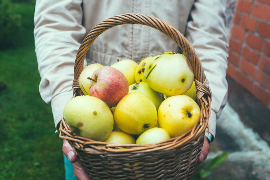 A basket of ripe apples in the hands of a farmer